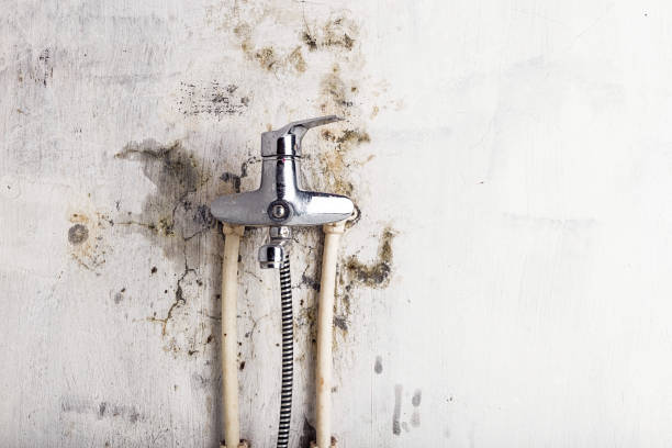 Best Same-Day Mold Removal  in Manvel, TX