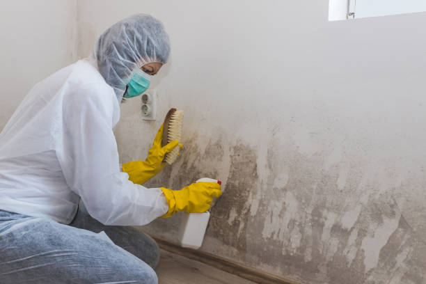 Best Same-Day Mold Removal  in Manvel, TX