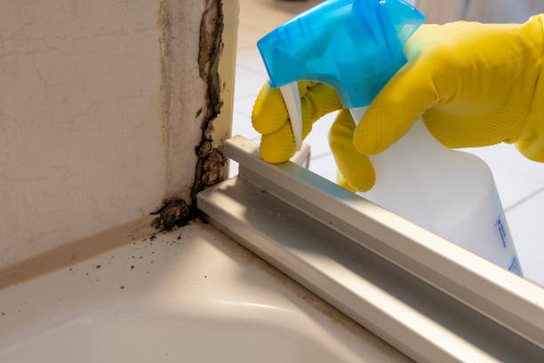 Best Same-Day Mold Removal  in Manvel, TX