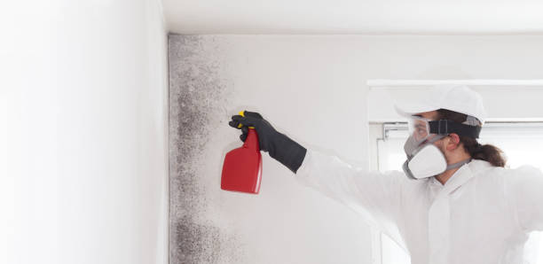 Best Certified Mold Removal  in Manvel, TX