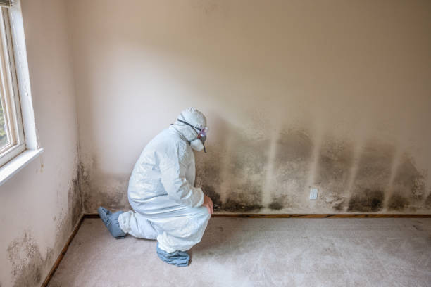 Best Commercial Mold Removal  in Manvel, TX