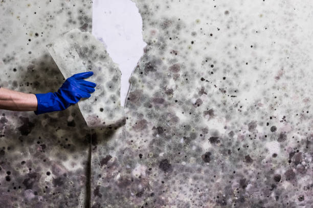 Best Best Mold Removal Companies  in Manvel, TX